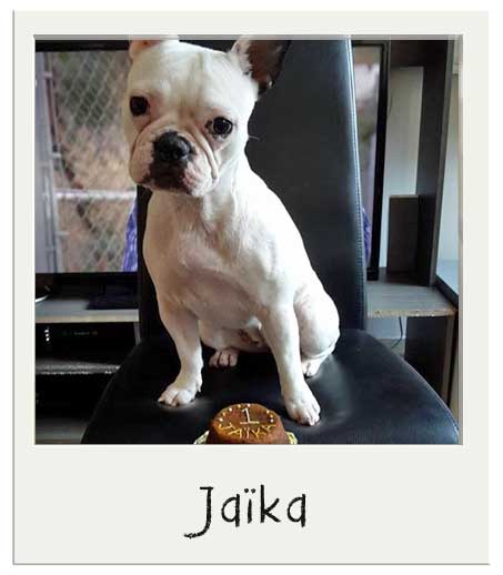 Gateau Anniversaire Pour Chien