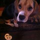 Charlie with our Organic Sweet Potato Pretzles for dogs