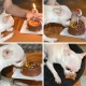 Gâteau personnalisée pour chiens BIO