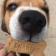 Custom Biscuits for Dogs LOVE BONE