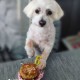 Gâteau d'anniversaire pour chiens