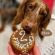 Gâteau anniversaire pour chiens BIO - vert et blanc