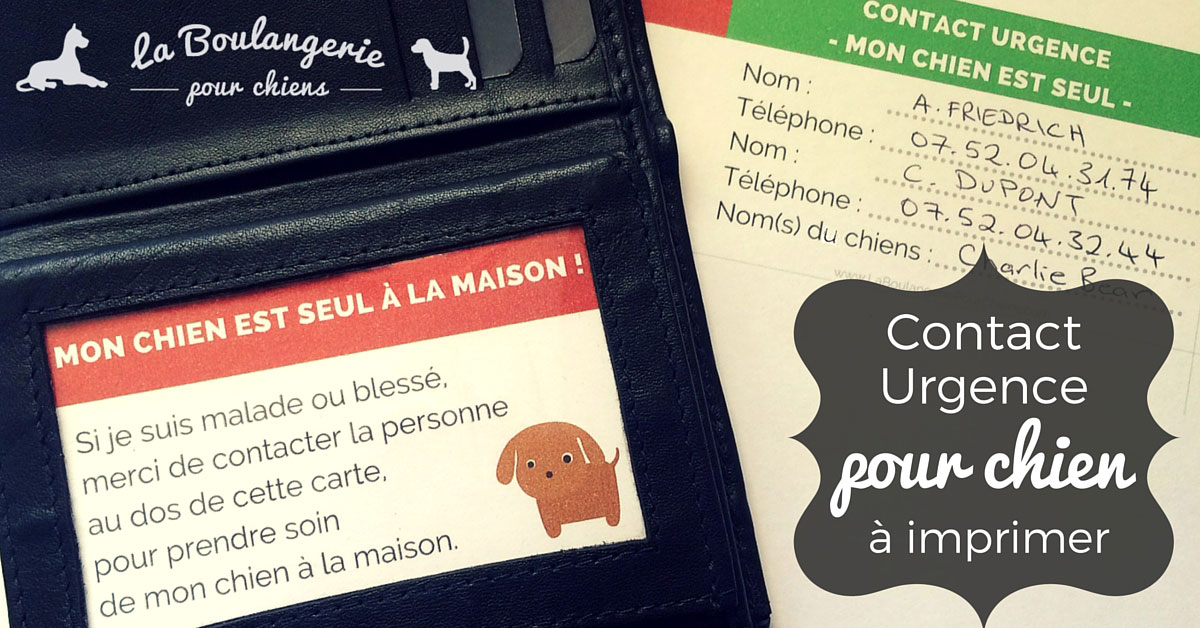 Carte Contact urgence pour chiens