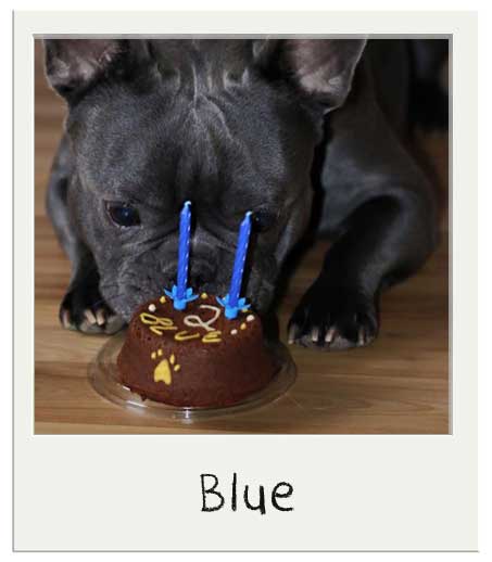 Blue avec notre gâteau pour chiens