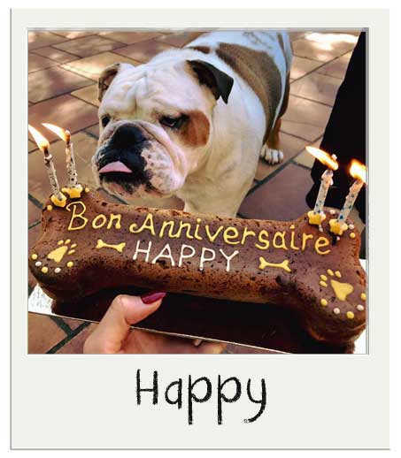 Gateau Pour Chiens Le Grand Os Gateau Personnalisee Chiens Bio