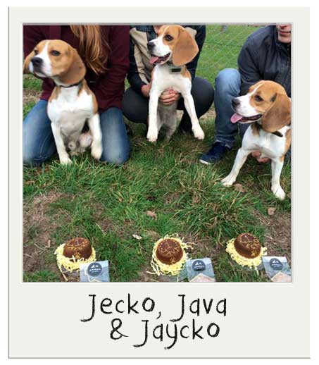 Jecko, Java and Jaycko