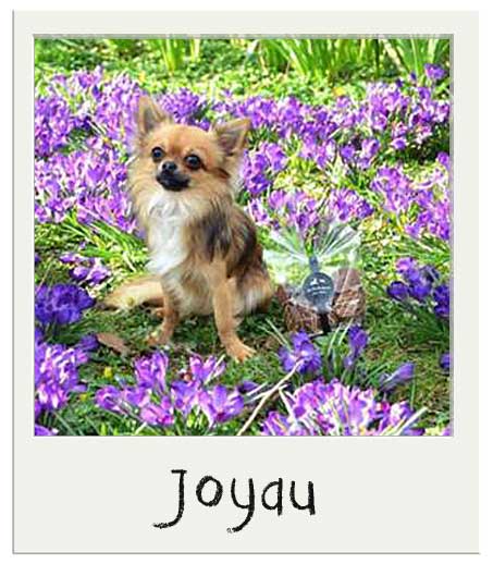 Joyau