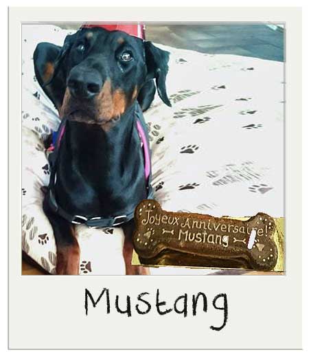 Gateau Pour Chiens Le Grand Os Gateau Personnalisee Chiens Bio