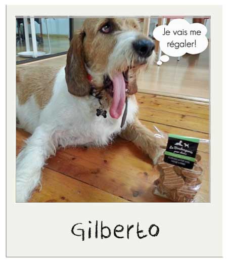Is Natural Yogurt Ok For Dogs Is Natural Yogurt Ok For Dogs