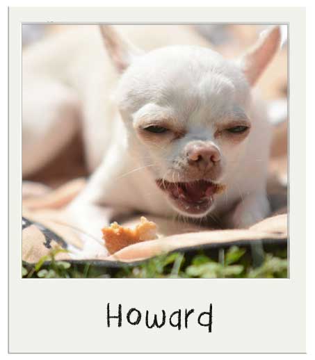 Howard avec nos Cup cakes pour cchien Vanille BIO