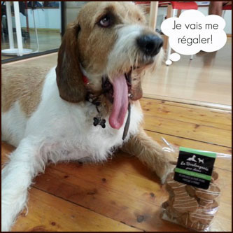 Gilberto, un des toutous de l’équipe DogBuddy