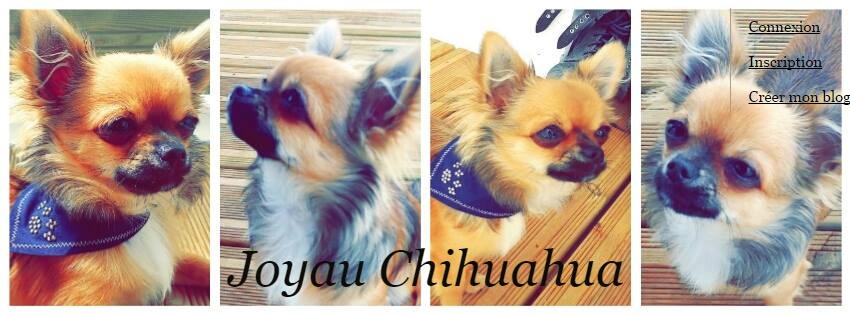 Joyau chihuahua