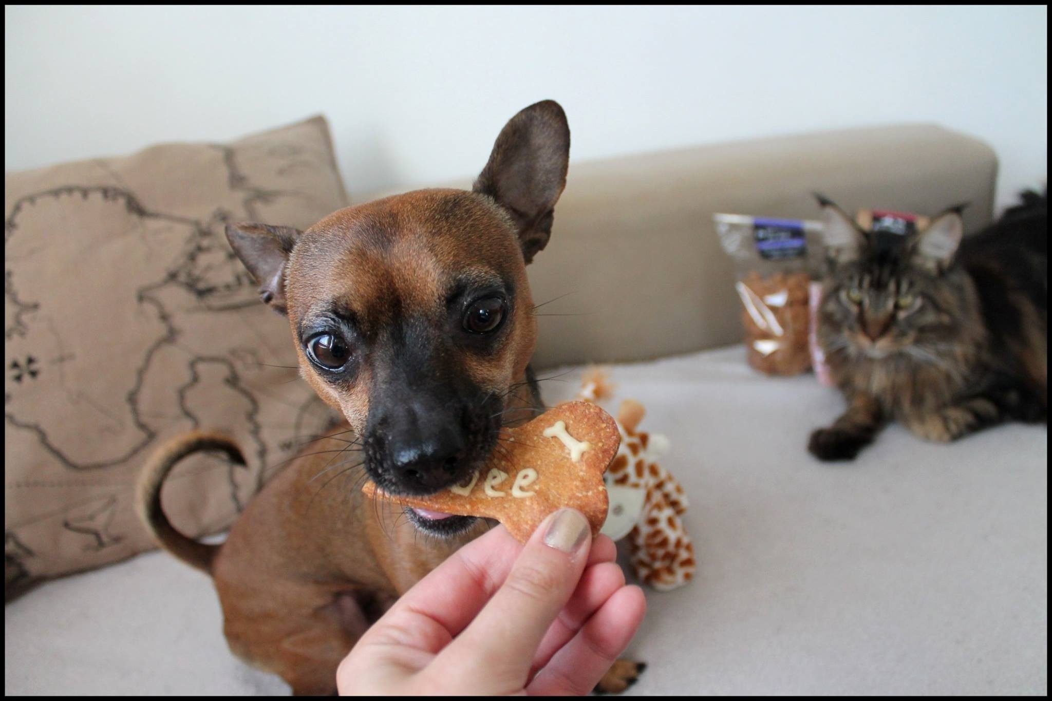 Frisbee avec un biscuit personnalisée pour son anniversaire