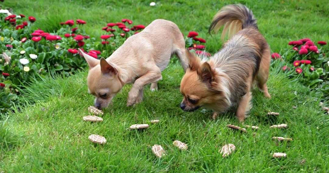 Chasse aux oeufs de Pâques pour chiens - Joyau chihuahua