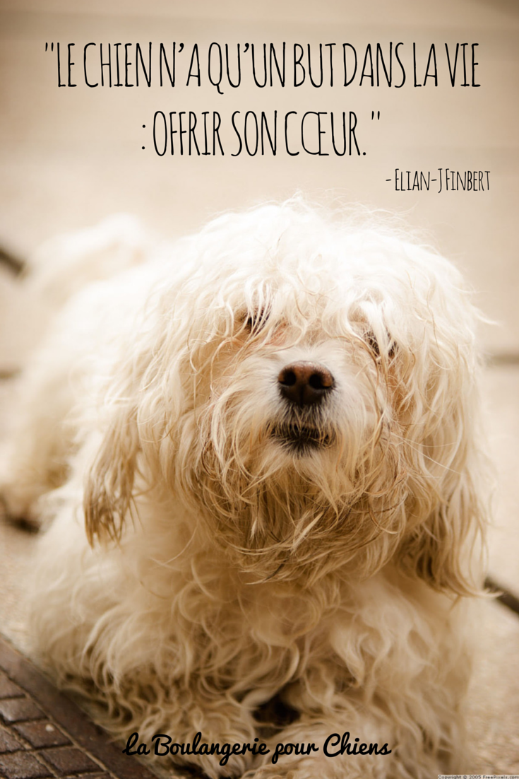 Le chien n'a qu'un but dans la vie : offrir son coeur. Citation chien