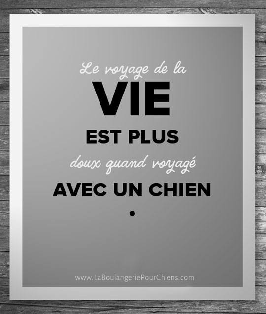 Le voyage de la vie est plus doux quand voyagé avec un chien.