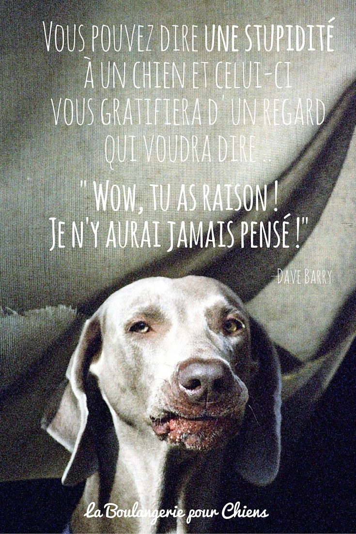 Citations Chiens