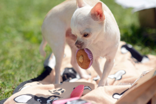 Cup cakes pour chien Vanille - Howard le chihuahua